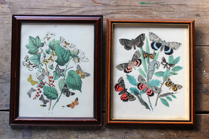 ビンテージ銅版画Lepidoptera – sold outアンティークとインテリア雑貨 